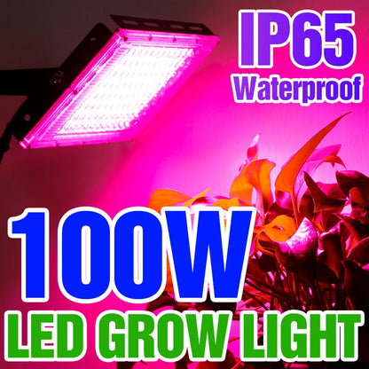 LED Grow Light Plant Hydroponic Lamp - Full Spectrum 220V LED Phytolamps for Greenhouse Seeds Flower Growing, 50W/100W